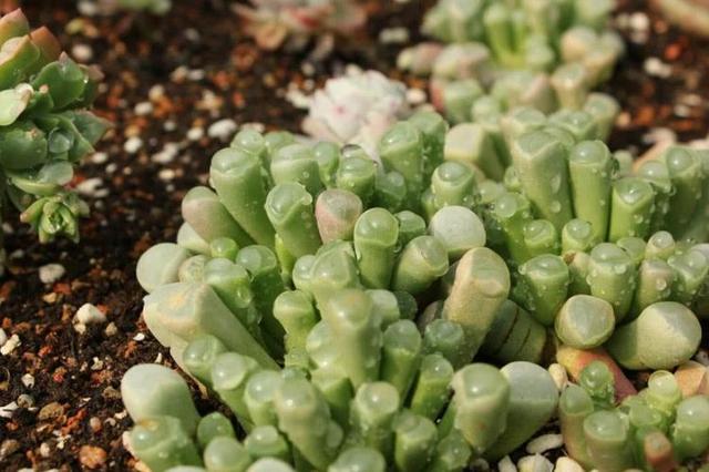 Du lịch Châu Phi, tuyệt đối không được chạm tay vào "viên ngọc" này