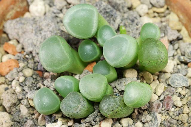 Du lịch Châu Phi, tuyệt đối không được chạm tay vào "viên ngọc" này