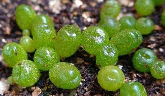 Du lịch Châu Phi, tuyệt đối không được chạm tay vào "viên ngọc" này