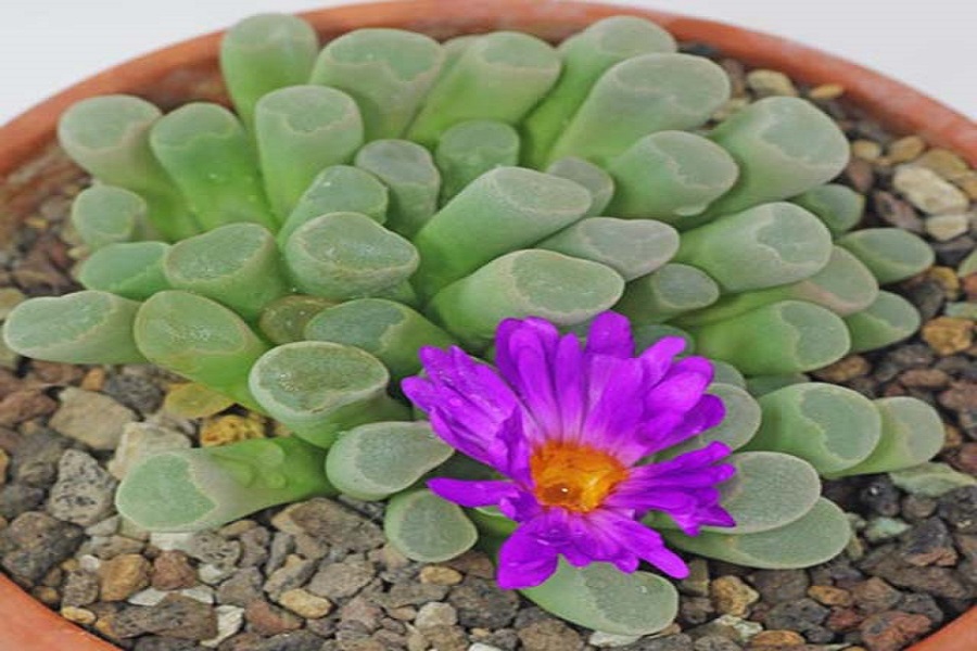 Du lịch Châu Phi, tuyệt đối không được chạm tay vào "viên ngọc" này