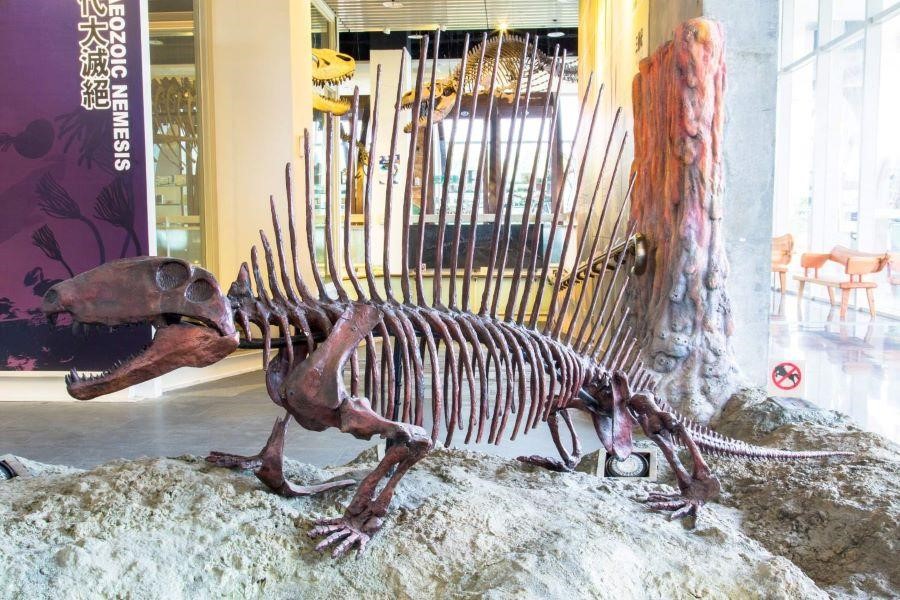 Hóa thạch quý hiếm tại Bảo tàng hóa thạch Zoujhen thành phố Đài Nam