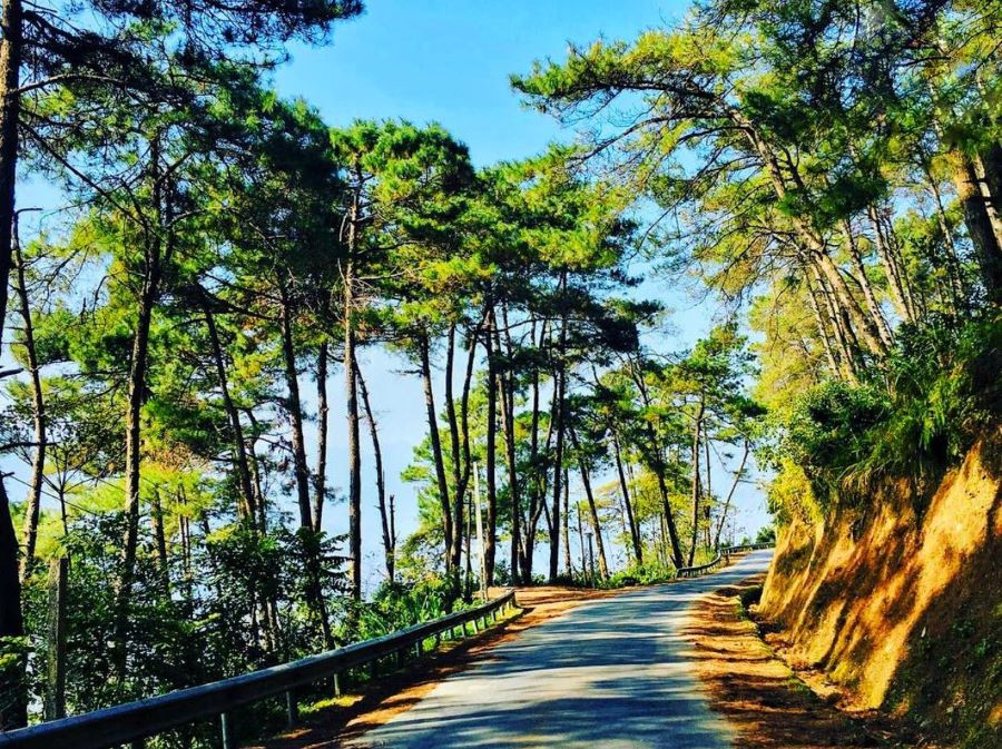 Rừng thông Yên Minh mang màu sắc tươi mát của thiên nhiên