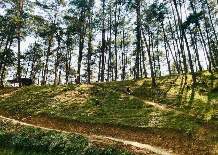 Rừng Thông Yên Minh là nơi tổ chức các bữa tiệc picnic