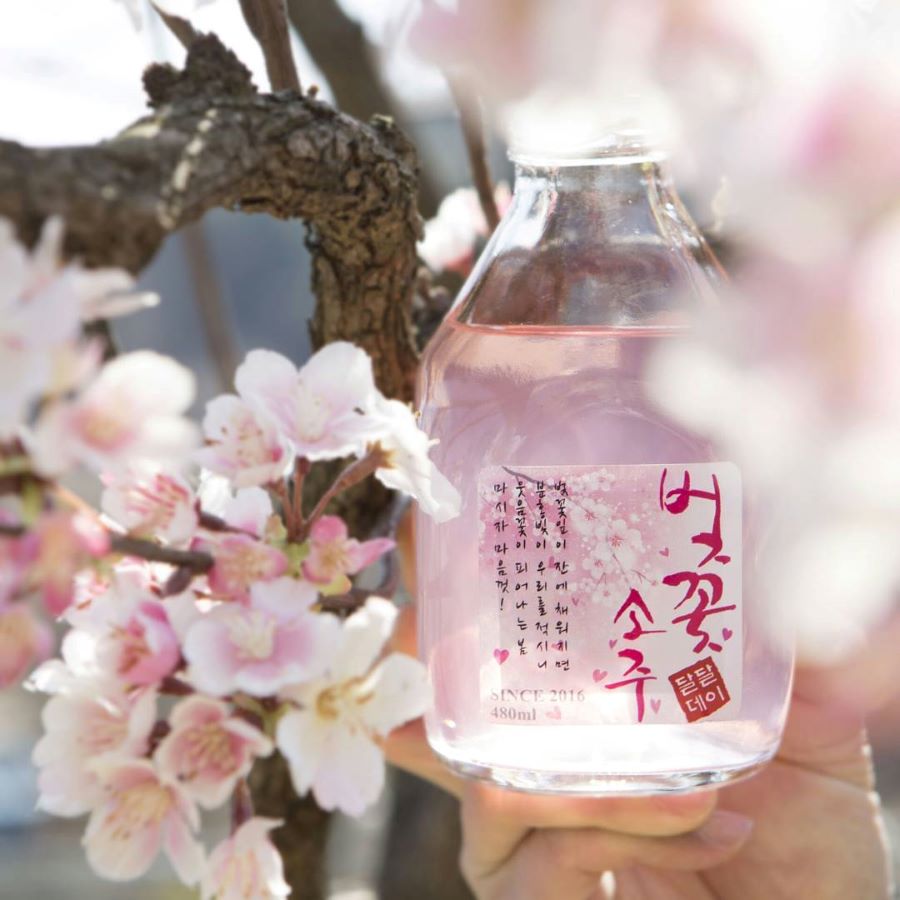 Rượu Soju anh đào với hương vị dễ uống và độ cồn thấp là lựa chọn hàng đầu của các chị em phái đẹp