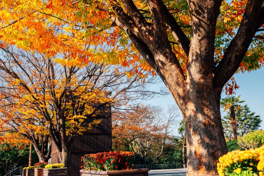 Khung cảnh lãng mạn mùa thu Hàn Quốc