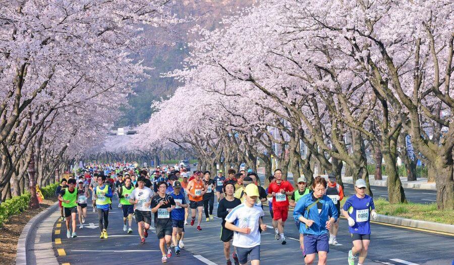 Việc tổ chức marathon vào mùa xuân tại Hàn Quốc mang đến một trải nghiệm chạy bộ vô cùng thú vị