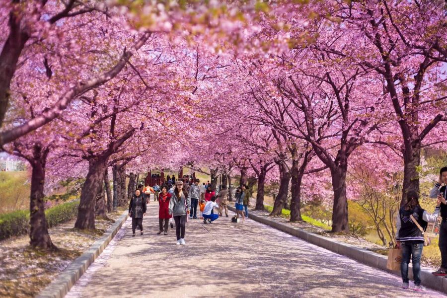 Lễ hội hoa anh đào Jeju tại xứ Hàn