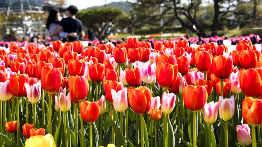 Với khoảng 1,5 triệu bông hoa tulip rực rỡ, bạn sẽ ngỡ ngàng trước vẻ đẹp đa dạng của chúng