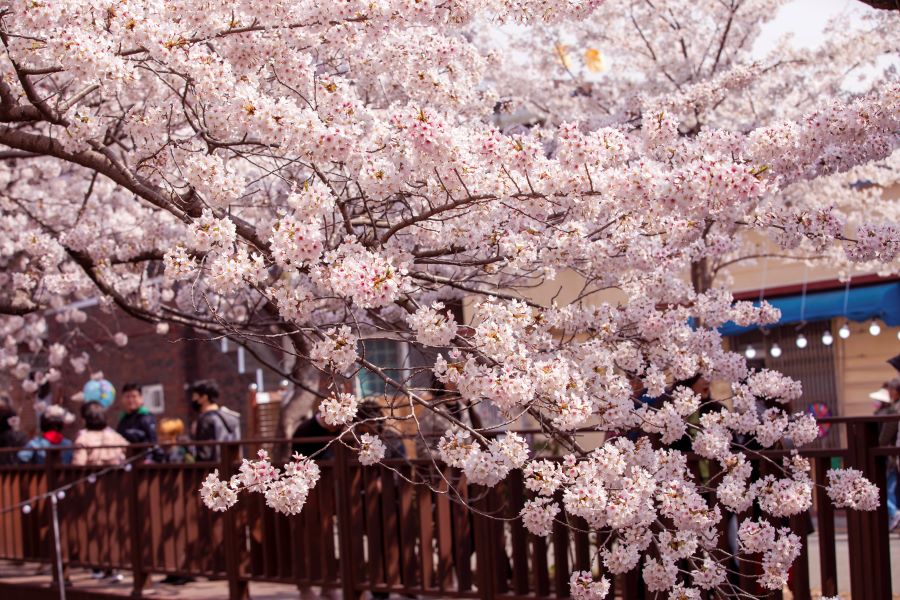 Lễ hội Sakura Jinhae tỏa sáng như một viên ngọc quý trong vương quốc Hàn Quốc