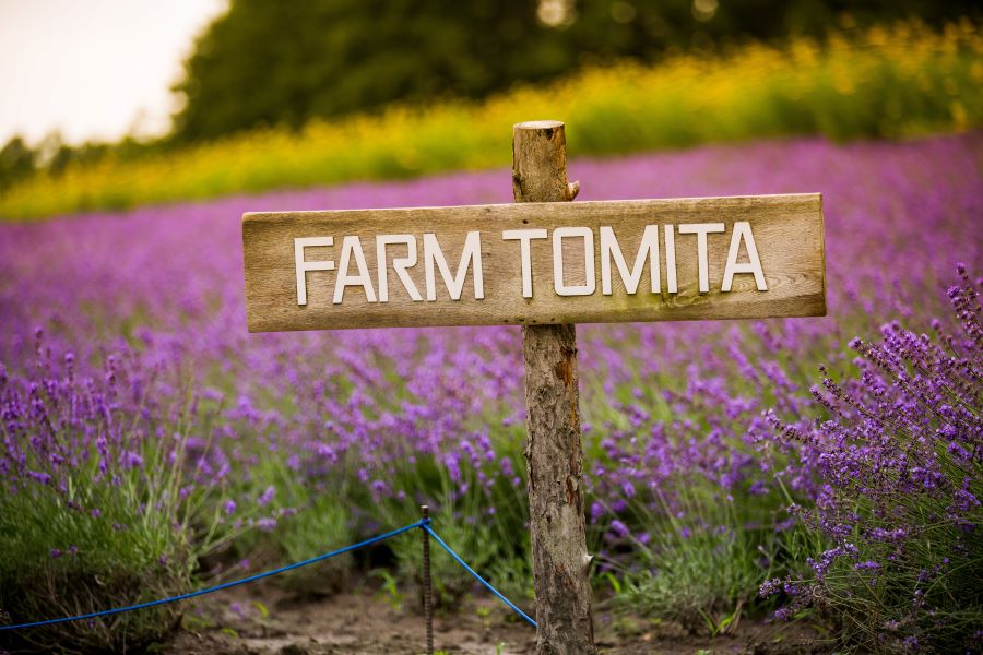 Chiêm ngưỡng vườn hoa oải hương nở rộ tại Farm Tomita