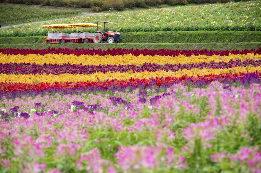 Ngoài hoa oải hương, Farm Tomita còn có nhiều loài hoa khác như hoa hướng dương, hoa cẩm chướng, hoa tulip,... tạo nên một bức tranh đa sắc màu
