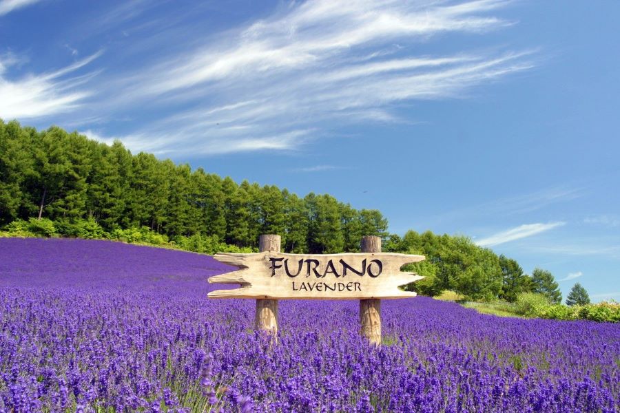 Mê mẩn trước vẻ đẹp của cánh đồng hoa lavender ở Furano