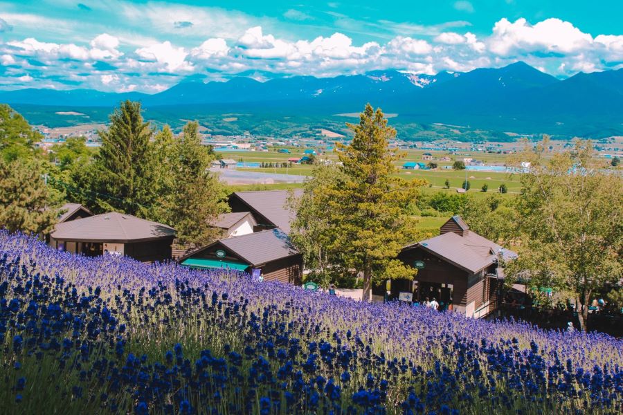 Mê mẩn trước vẻ đẹp của cánh đồng hoa lavender ở Furano