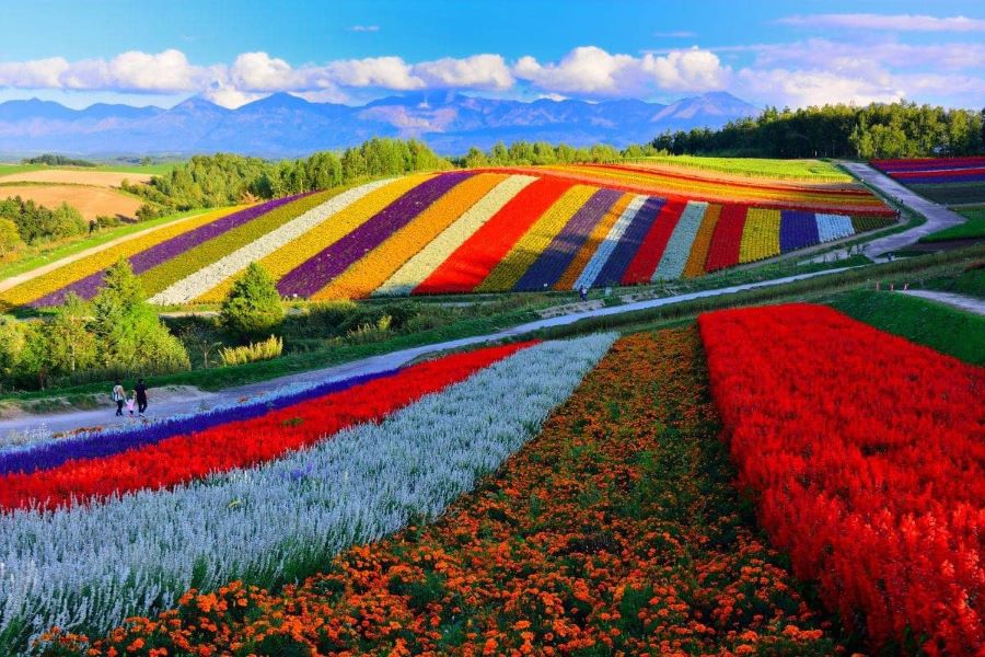 Vườn hoa Shikisai no oka đua nhau khoe sắc