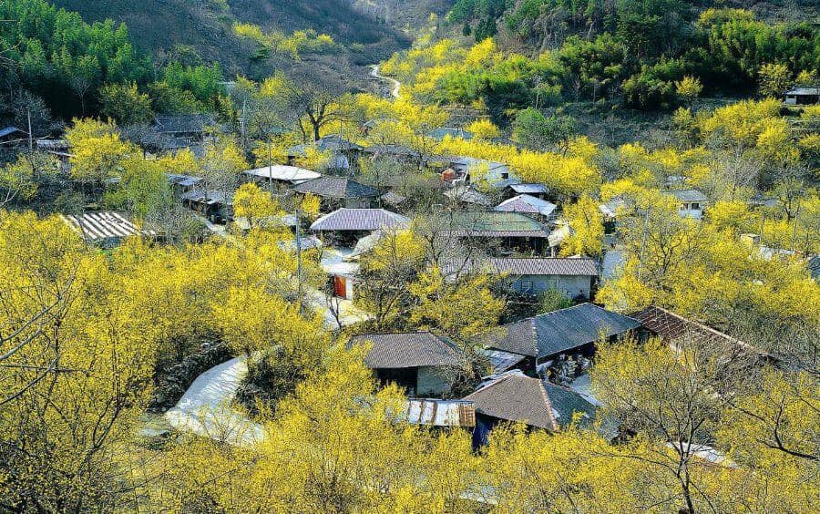 Du lịch Incheon tháng 3 ngắm hoa sơn thù du vàng óng rực rỡ