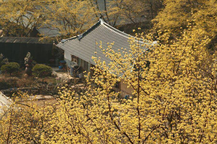 Làng Baeksa-myeon là điểm đến không thể bỏ qua khi du lịch Incheon mùa xuân