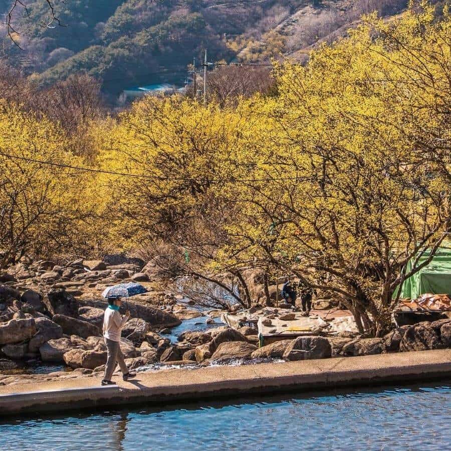 Đến với Baeksa-myeon vào mùa xuân, bạn sẽ được đắm mình trong không gian ngập tràn sắc vàng