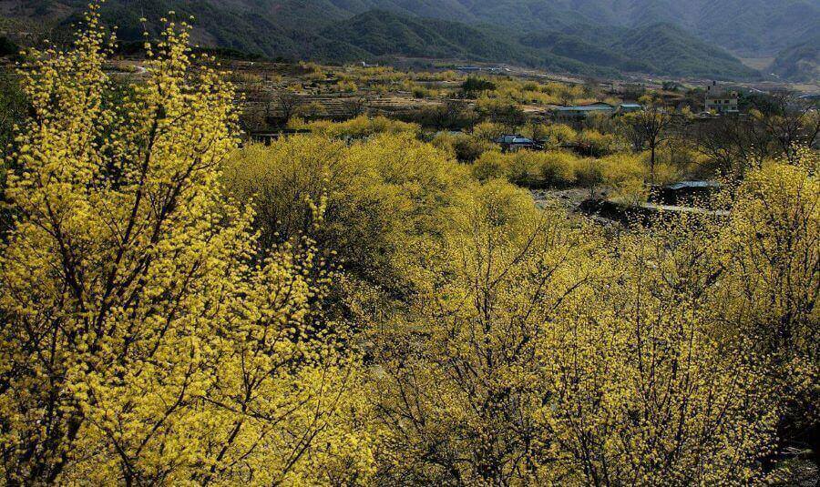 Mỗi khi mùa xuân đến, núi Gyeyangsan như được khoác lên mình tấm áo vàng rực rỡ của hoa sơn thù du