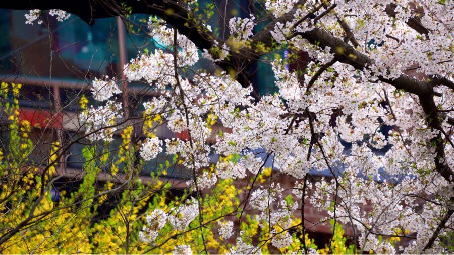 Công viên Jayu sở hữu một khung cảnh thiên nhiên tuyệt đẹp với sắc vàng rực rỡ của sơn thù du và sắc hồng mỏng manh của anh đào