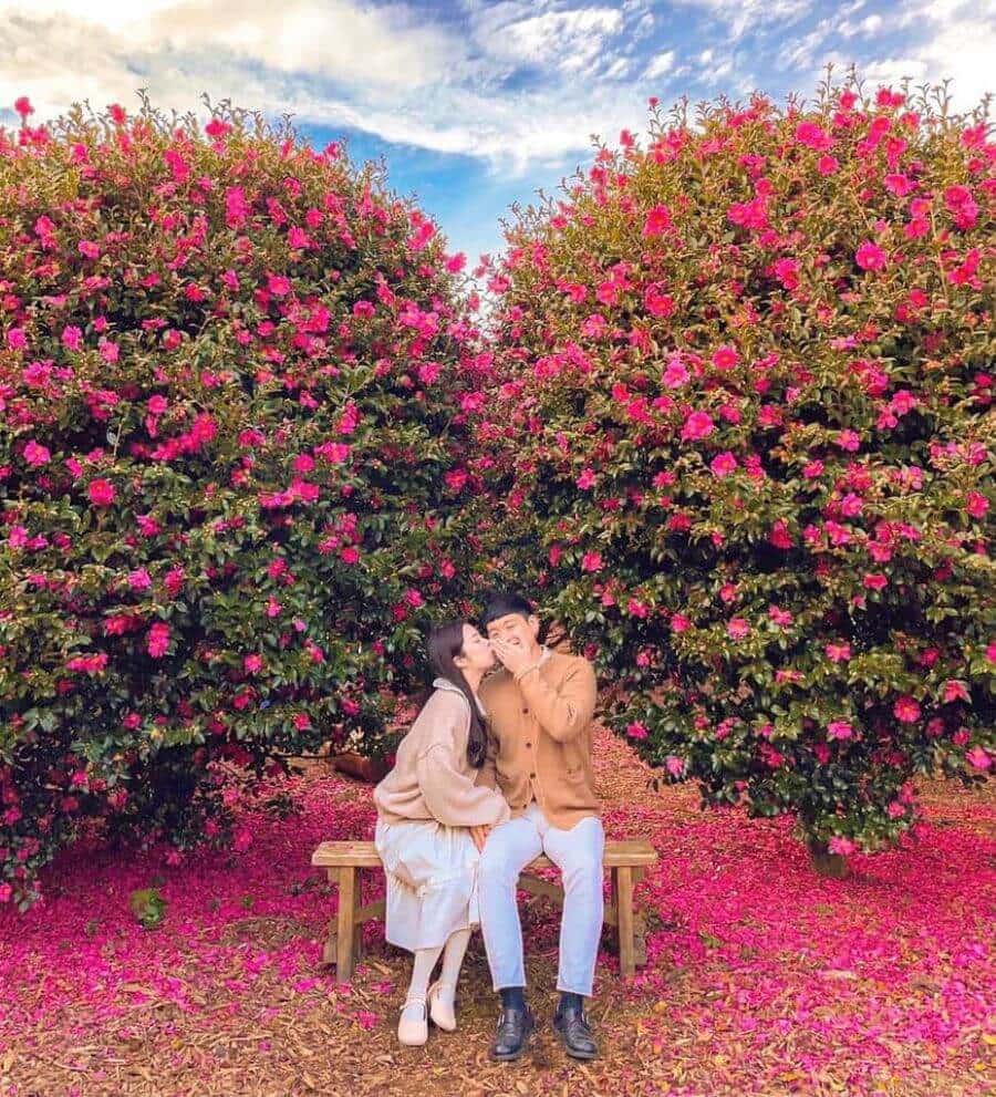 Một trong những địa điểm nổi tiếng nhất để ngắm hoa trà ở Jeju là Camellia Hill