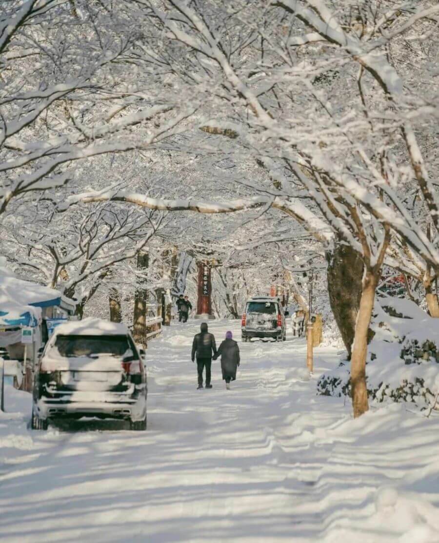 Đi du lịch Jeju vào mùa đông bạn sẽ được chiêm ngưỡng khung cảnh thiên nhiên tuyệt đẹp với những hàng cây phủ đầy tuyết
