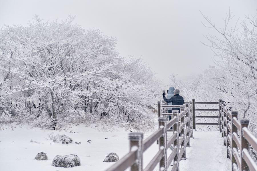 Mỗi khi mùa đông đến, những cánh rừng thông xanh mướt thường ngày khoác lên mình một chiếc áo choàng tuyết trắng tinh khôi