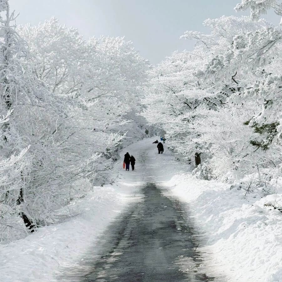 Khi đi dạo trong rừng cây phủ tuyết, bạn sẽ cảm nhận được sự tĩnh lặng và yên bình của thiên nhiên