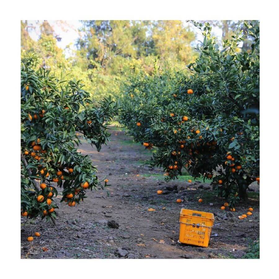 Trải nghiệm hái quýt tại vườn là một hoạt động thú vị và độc đáo mà du khách không nên bỏ lỡ khi đến Jeju vào thời điểm này