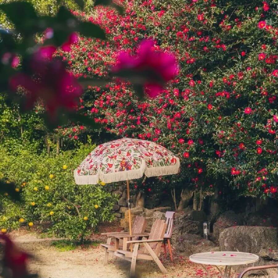 Hoa trà, với sắc đỏ thắm hoặc hồng phớt, nở rộ giữa tiết trời se lạnh, tạo nên một khung cảnh vô cùng lãng mạn và quyến rũ