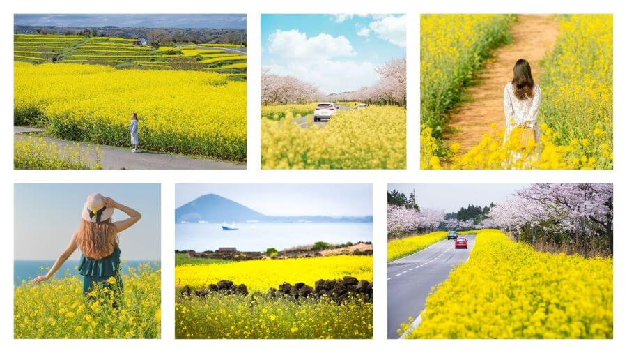 Đảo Jeju vào mùa xuân là một thiên đường cho những tâm hồn yêu thiên nhiên với những cánh đồng hoa cải dầu vàng óng trải dài bất tận