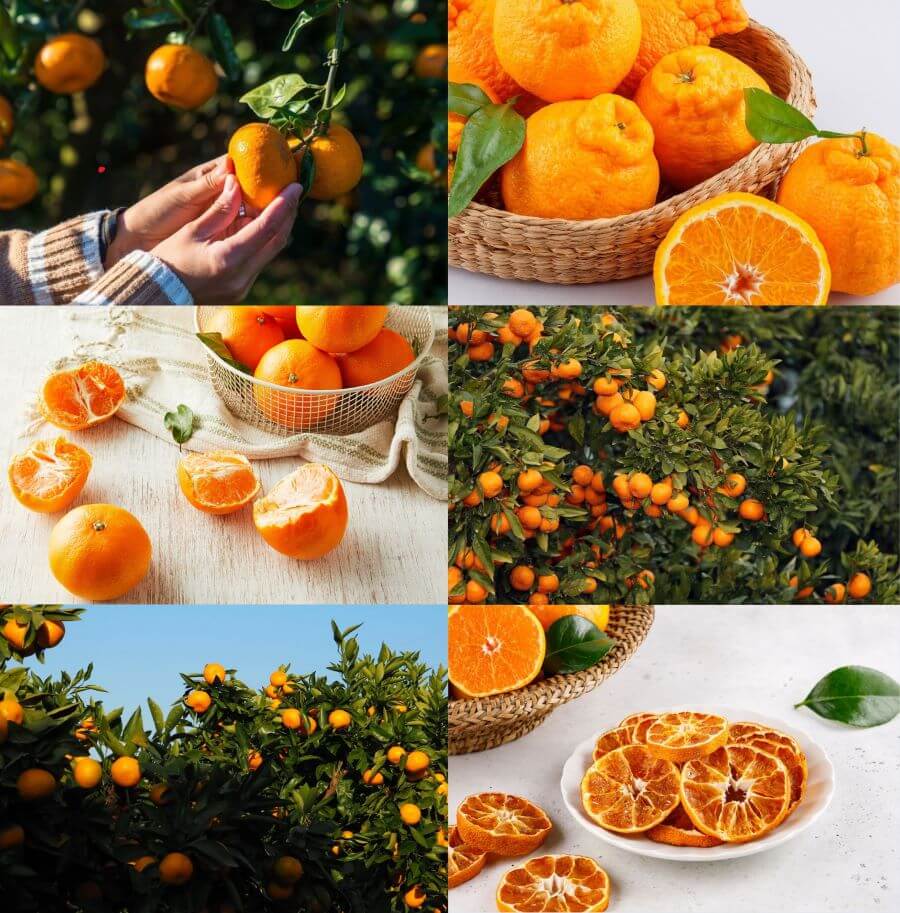 Quýt là một trong những loại trái cây đặc trưng và nổi tiếng nhất của Jeju vào mùa xuân