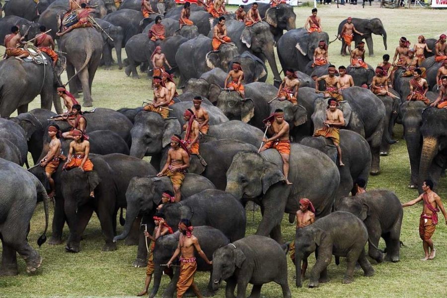 Lễ hội Voi Surin - Mùa hạnh phúc của những chú voi