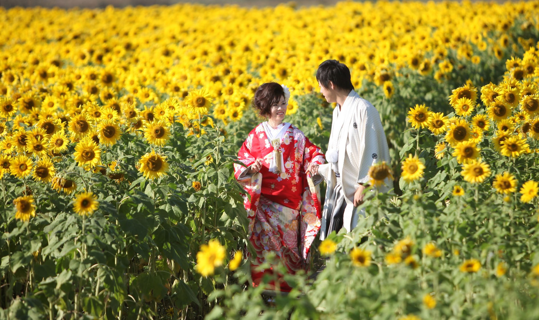 Du lịch Nhật Bản chiêm ngưỡng hoa hướng dương khoe sắc