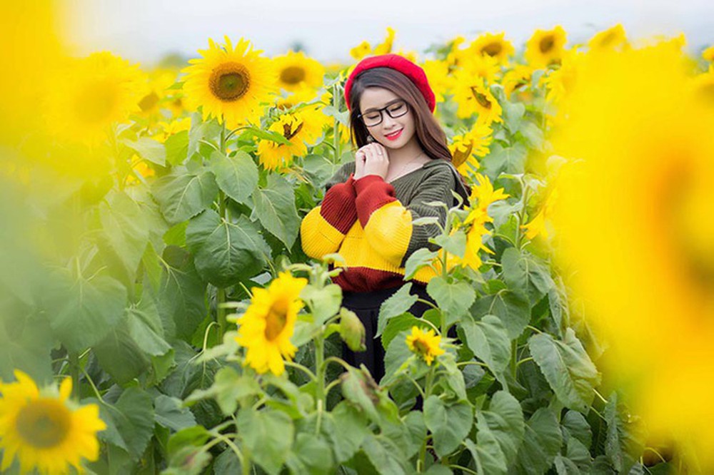 Du lịch Nhật Bản chiêm ngưỡng hoa hướng dương khoe sắc