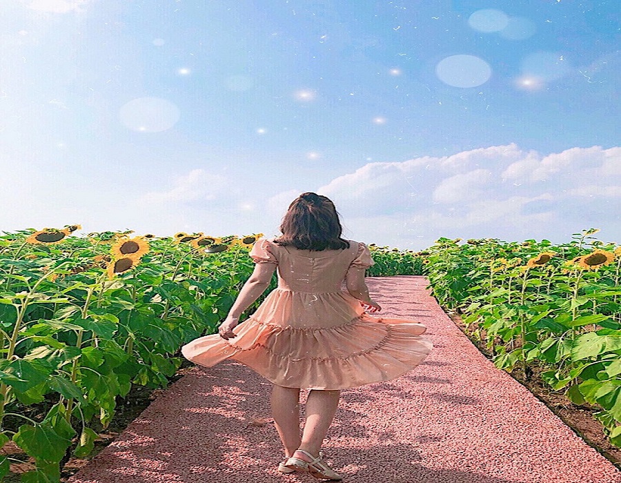 Du lịch Nhật Bản chiêm ngưỡng hoa hướng dương khoe sắc