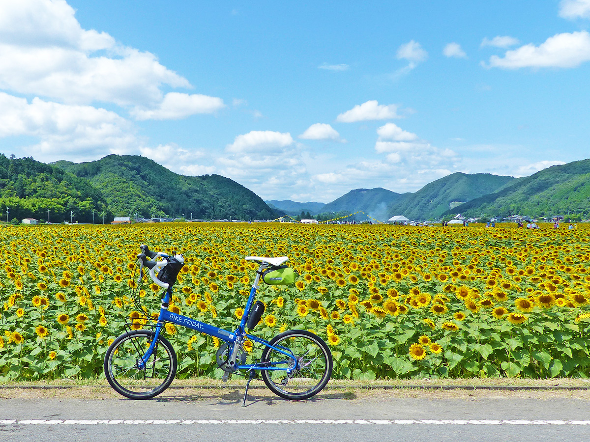 Du lịch Nhật Bản chiêm ngưỡng hoa hướng dương khoe sắc