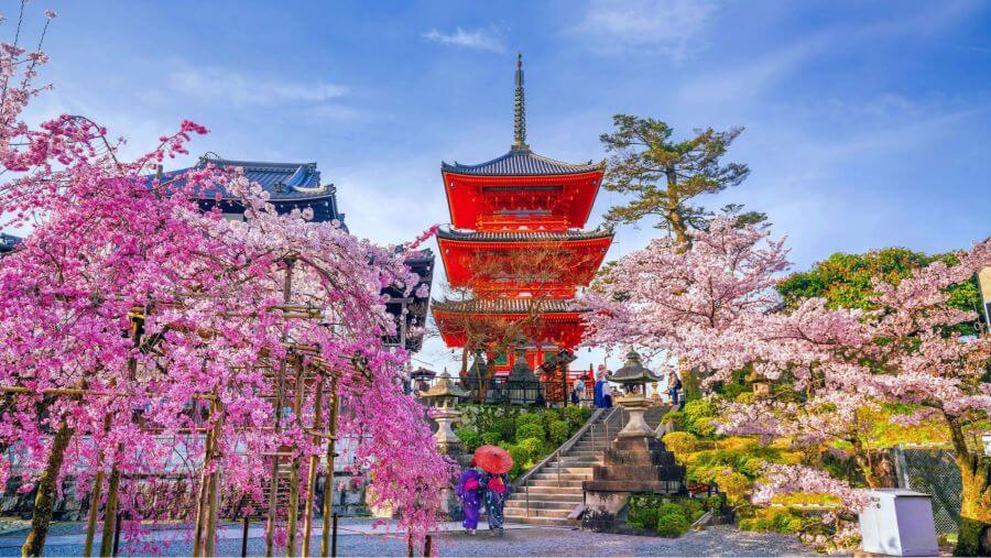 Mùa xuân đến với những cánh hoa anh đào bung nở, càng làm tăng thêm vẻ đẹp thanh bình và lãng mạn của những ngôi chùa cổ kính tại Nhật