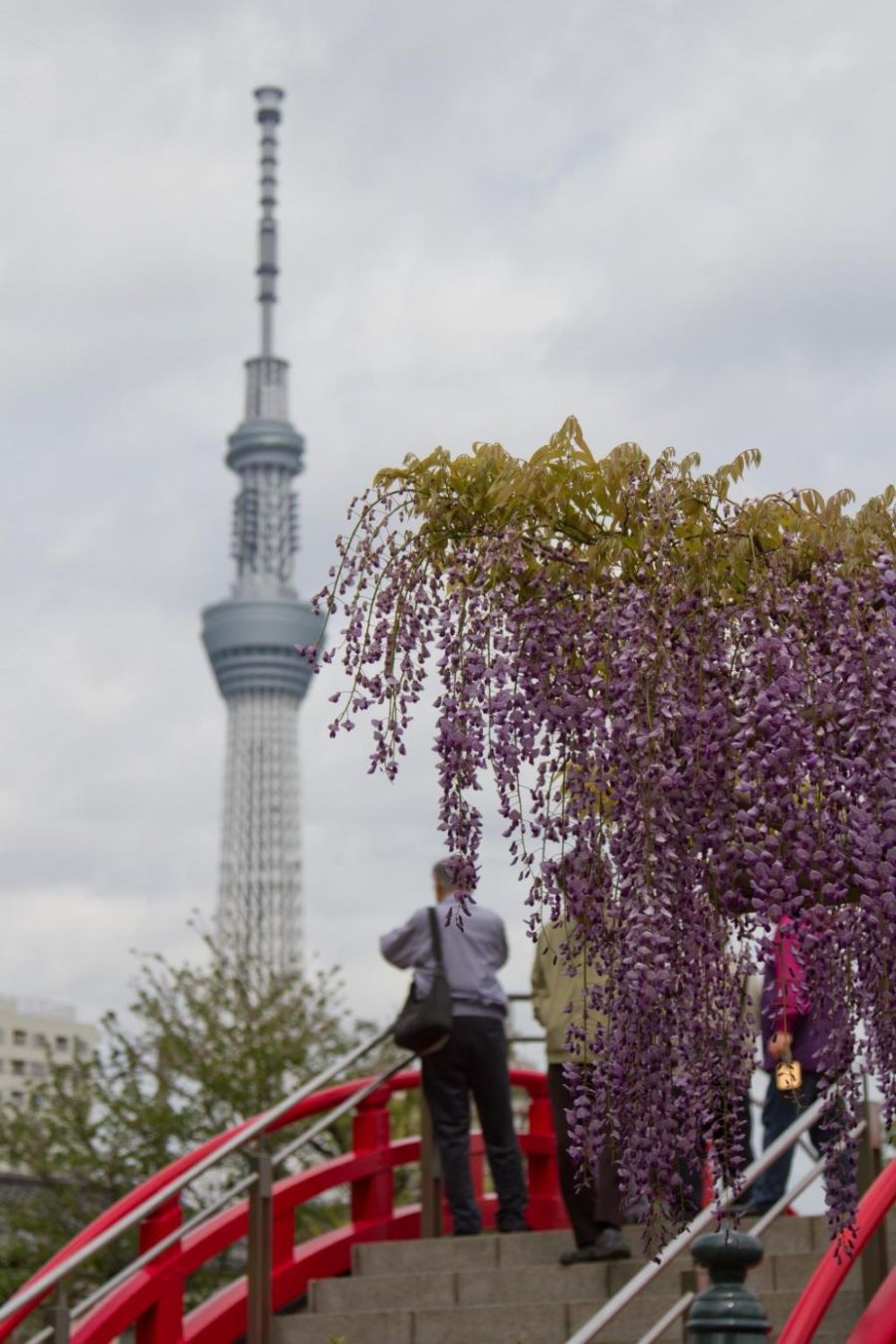 Kameido Tenjin là nơi mà người dân xứ Nhật tới cầu nguyện về may mắn trong việc học hành và thi cử