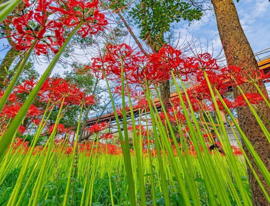 Hoa bỉ ngạn khi nở sẽ không xuất hiện lá ở phần thân