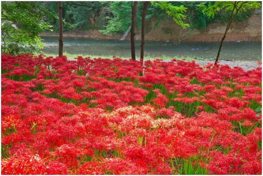 Cánh đồng hoa bỉ ngạn vô cùng quyến rũ tại Nhật Bản