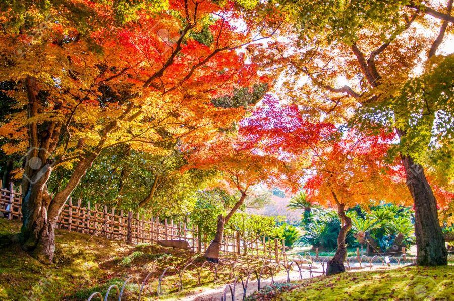 Khung cảnh mùa thu rực rỡ ở Thành Okayama