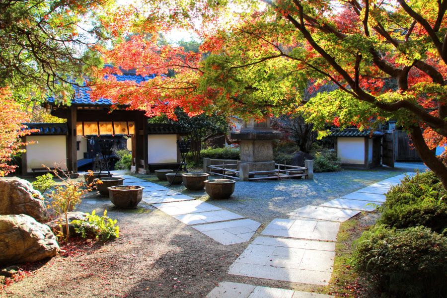 Phong cảnh lá vàng ở Kamakura (tỉnh Kanagawa)