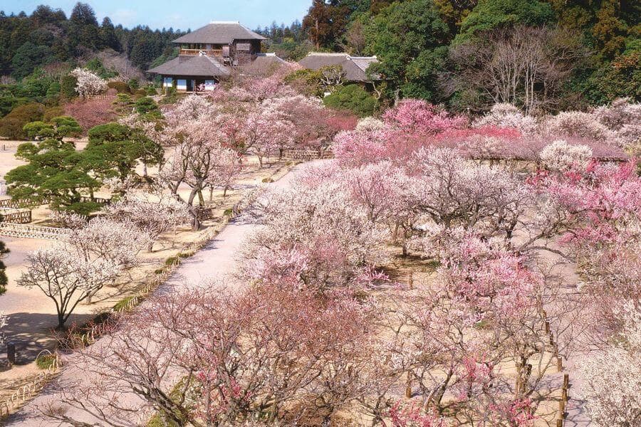 Hàng ngàn cây mận với những cánh hoa trắng muốt đua nhau khoe sắc, tạo nên một khung cảnh lãng mạn và thơ mộng