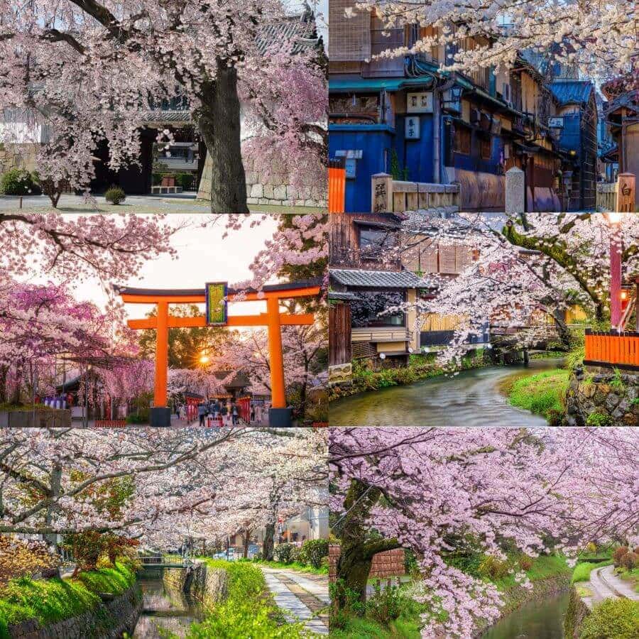 Kyoto mang đậm dấu ấn lịch sử và văn hóa với những cánh anh đào nở rộ vào tháng 3