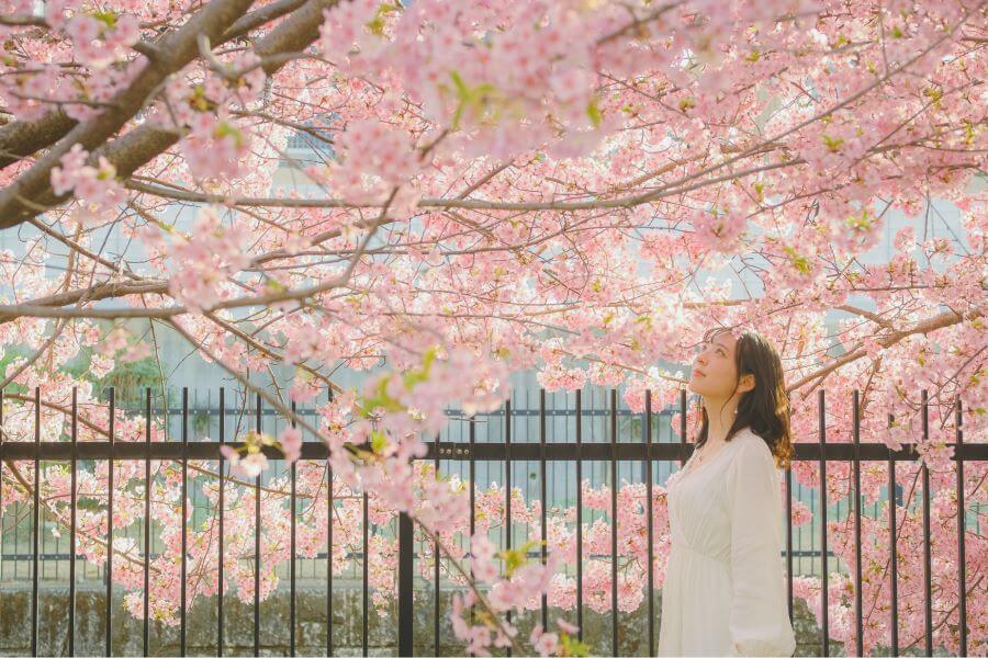 Nhật Bản tháng 3 được bao phủ bởi một màu hồng phấn dịu dàng, tạo nên khung cảnh lãng mạn và tuyệt đẹp