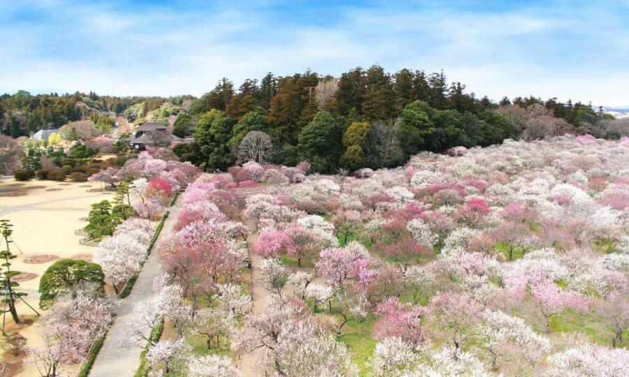 Ibaraki chính là điểm đến lý tưởng cho những ai muốn trải nghiệm 