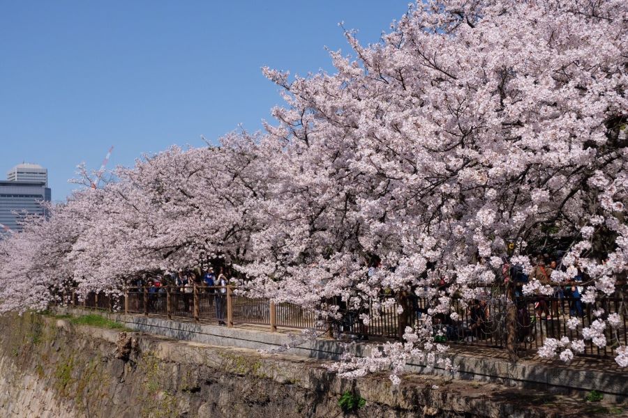 Thời tiết Nhật Bản tháng 4 như thế nào?