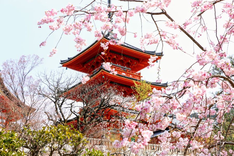 Kyoto là điểm đến lý tưởng để chiêm ngưỡng vẻ đẹp của những cánh hoa anh đào rực rỡ