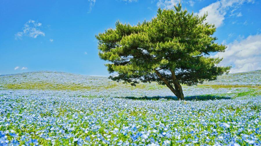 Nhật Bản tháng 4 níu chân du khách bởi vẻ đẹp mộng mị của biển hoa Nemophila xanh biếc