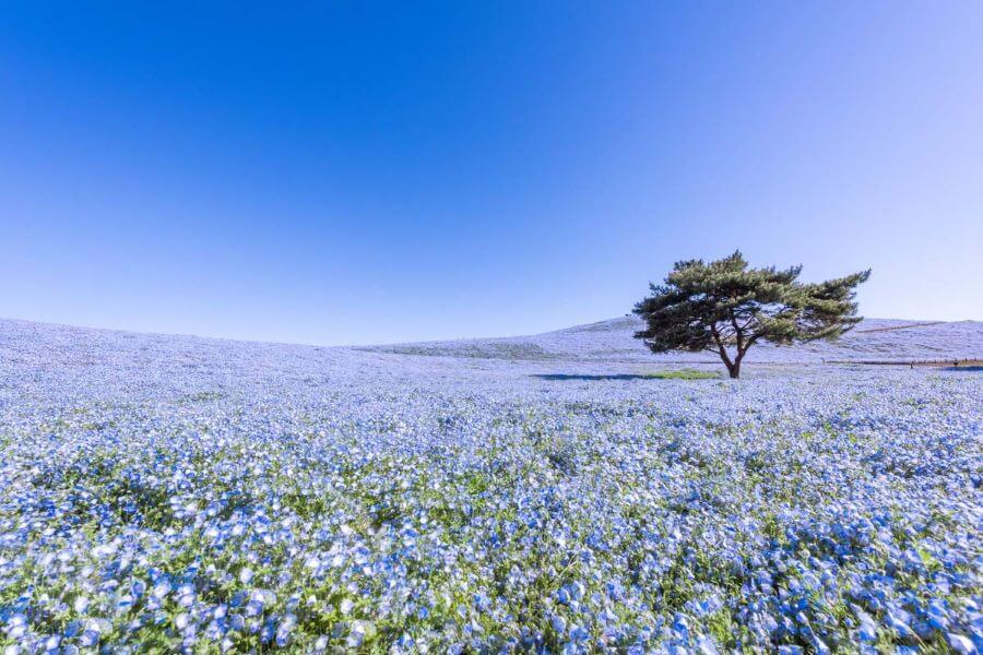 Những cánh đồng hoa Nemophila ngút ngàn tạo nên khung cảnh thiên nhiên vô cùng lãng mạn